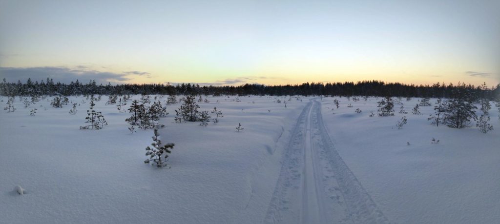 Hiihtolatu kulkee keskellä harvaa ja matalaa havupuumaastoa.