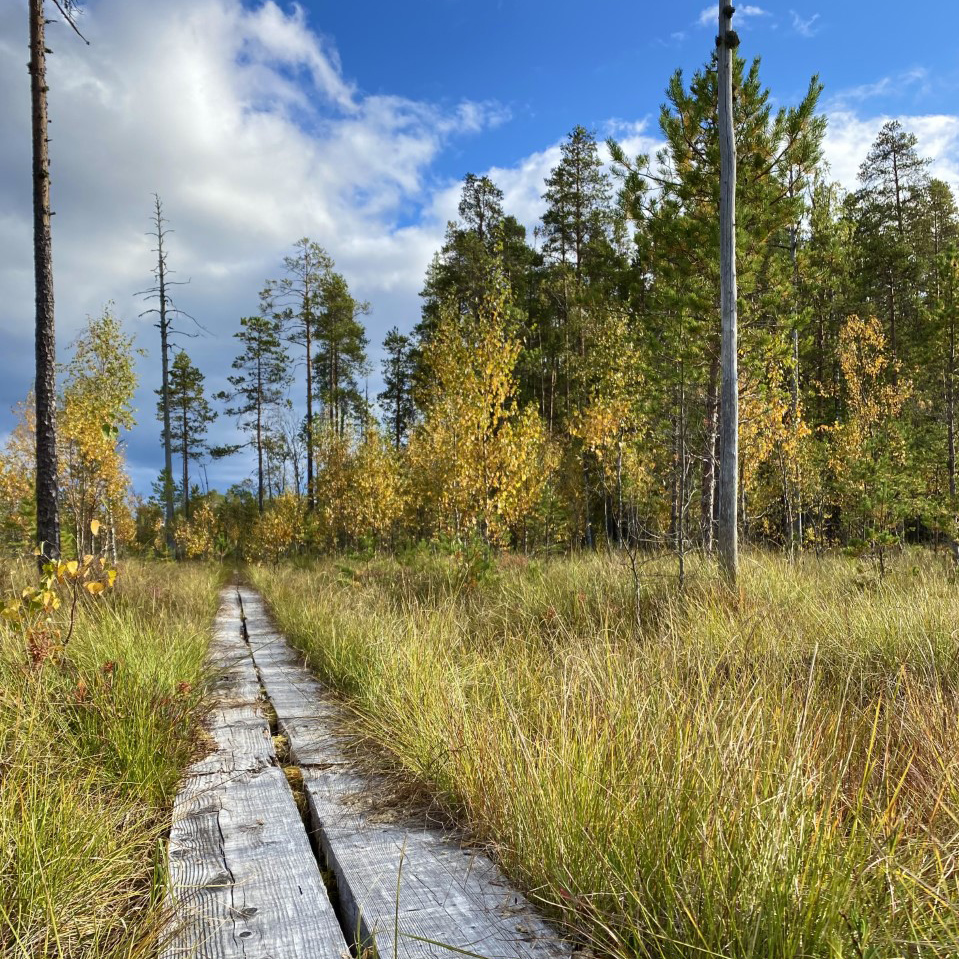 Pitkospuut suomaisemissa.