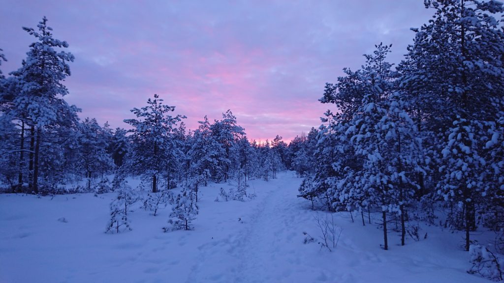 Talvinen metsä auringonlaskussa.