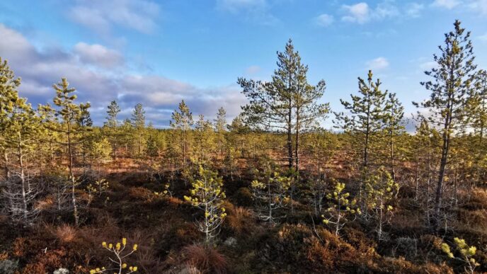 Vähäpuustoinen suo, jossa näkyy sinistä taivasta vasten pieniä mäntyjä ja suon pohjakasvillisuutta