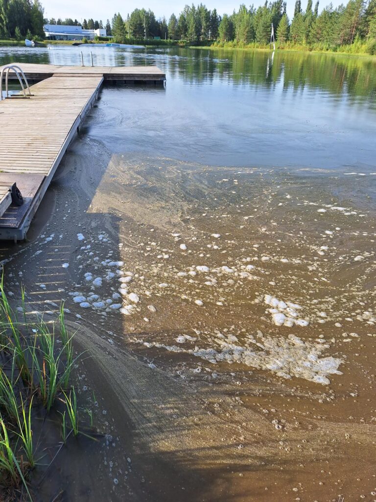 Kuvassa näkyy kuusen suopursuruostetta Tanelinrannan uimarannalla